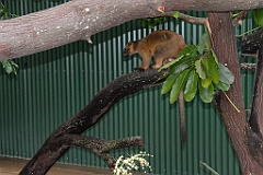 0784 Wildlife Habitat Port Douglas